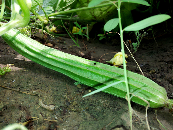 torai  or ridge gourd luffa acutangula 600